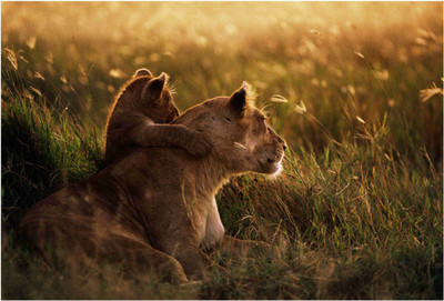 Animals Paper Print(19 inch X 13 inch, Rolled)