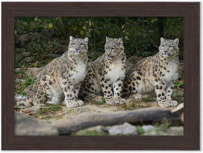 Def Leppard Nature Themed Framed Poster Photographic Paper(13.5 inch X 10 inch, Box Packing)
Def Leppard Nature Themed Framed Poster Photographic Paper(13.5 inch X 10 inch, Box Packing)