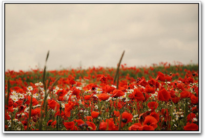 Red Flowers Paper Print(12 inch X 18 inch)