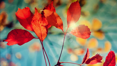 Glare of Autumn Nature Poster Paper Print(12 inch X 18 inch, Rolled)