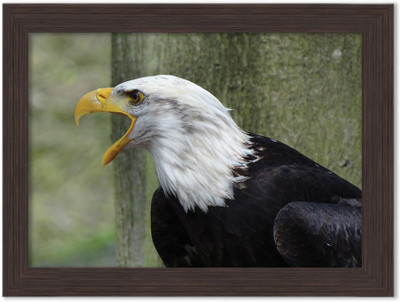 Eagle Nature Themed Framed Poster Photographic Paper(13.5 inch X 10 inch, Box Packing)
Eagle Nature Themed Framed Poster Photographic Paper(13.5 inch X 10 inch, Box Packing)