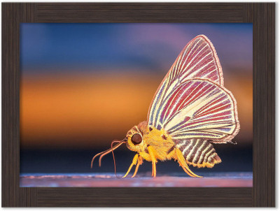 God of Sale Nature Framed Poster Paper Print(13.5 inch X 10 inch, Box Packing)
God of Sale Nature Framed Poster Paper Print(13.5 inch X 10 inch, Box Packing)