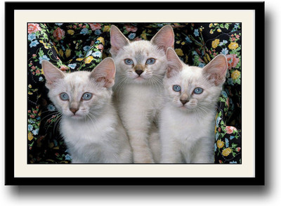 Three Cute cats with grey eyes Fine Art Print(10 inch X 14 inch, Framed)
