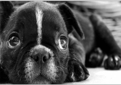 Posterhouzz Cute Black Dog Paper Print(12 inch X 18 inch, Rolled)
