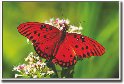Red Butterfly on flower Fine Art Print(12 inch X 18 inch, Rolled)
Red Butterfly on flower Fine Art Print(12 inch X 18 inch, Rolled)