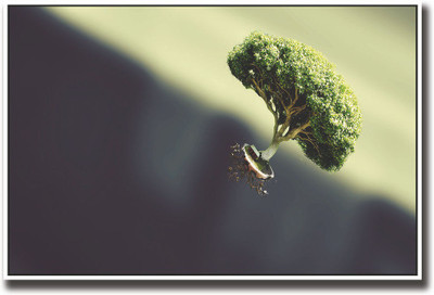 Green tree with roots Fine Art Print(12 inch X 18 inch, Rolled)