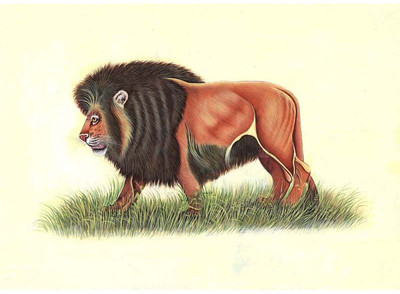 Jungle King - Medium Size Ready To Frame Rolled Digital Art Print On Photographic Paper(24 inch X 18 inch, Rolled)
Jungle King - Medium Size Ready To Frame Rolled Digital Art Print On Photographic Paper(24 inch X 18 inch, Rolled)