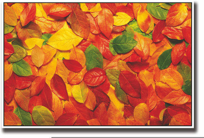 Posterhouzz Coloured leaves Fine Art Print(12 inch X 18 inch, Rolled)