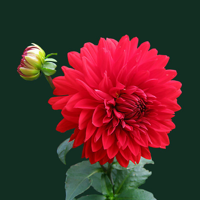 Red Dahlia - Medium Size Ready To Frame Rolled Digital Art Print On Photographic Paper(18 inch X 18 inch, Rolled)
Red Dahlia - Medium Size Ready To Frame Rolled Digital Art Print On Photographic Paper(18 inch X 18 inch, Rolled)