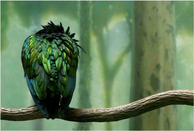 Birds Paper Print(19 inch X 13 inch, Rolled)
