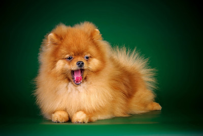 Oshi - Cute Yawning Puppy Paper Print(12 inch X 18 inch, Streched)
