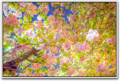 Cherry Tree Paper Print(12 inch X 18 inch)