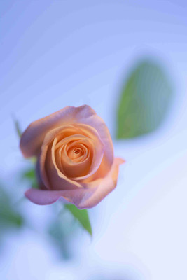 Posterhouzz Flower Fine Art Print Poster Fine Art Print(18 inch X 12 inch, Rolled)
Posterhouzz Flower Fine Art Print Poster Fine Art Print(18 inch X 12 inch, Rolled)