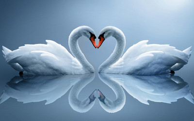 Swan Love - Medium Size Ready To Frame Rolled Digital Art Print On Photographic Paper(24 inch X 18 inch, Rolled)
Swan Love - Medium Size Ready To Frame Rolled Digital Art Print On Photographic Paper(24 inch X 18 inch, Rolled)
