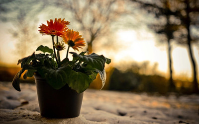 FLOWER POT POSTER HD Wallpaper Background Fine Art Paper DECORATION Fine Art Print(19 inch X 13 inch, Rolled)
FLOWER POT POSTER HD Wallpaper Background Fine Art Paper DECORATION Fine Art Print(19 inch X 13 inch, Rolled)