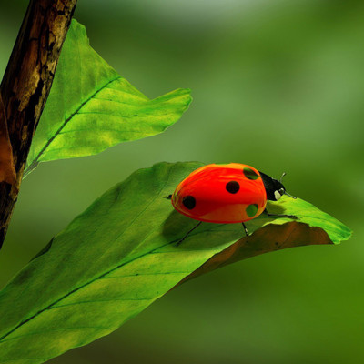 Ladybug - Medium Size Ready To Frame Rolled Digital Art Print On Photographic Paper(18 inch X 18 inch, Rolled)
Ladybug - Medium Size Ready To Frame Rolled Digital Art Print On Photographic Paper(18 inch X 18 inch, Rolled)