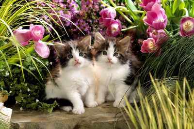 Oshi - Sweet Little Kittens Paper Print(12 inch X 18 inch, Streched)