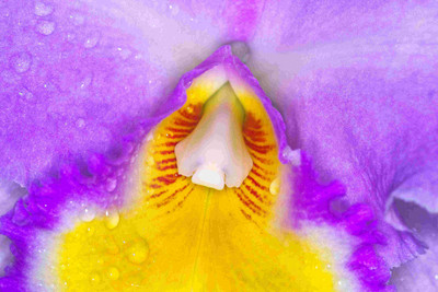 Posterhouzz Flower Fine Art Print Poster Fine Art Print(12 inch X 18 inch, Rolled)
Posterhouzz Flower Fine Art Print Poster Fine Art Print(12 inch X 18 inch, Rolled)