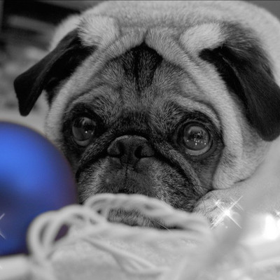 Pug Next To Blue Ball - Medium Size Ready To Frame Rolled Digital Art Print On Photographic Paper(18 inch X 18 inch, Rolled)
Pug Next To Blue Ball - Medium Size Ready To Frame Rolled Digital Art Print On Photographic Paper(18 inch X 18 inch, Rolled)