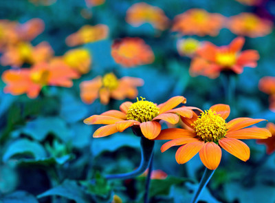Two Daisies - Medium Size Ready To Frame Rolled Digital Art Print On Photographic Paper(24 inch X 18 inch, Rolled)
Two Daisies - Medium Size Ready To Frame Rolled Digital Art Print On Photographic Paper(24 inch X 18 inch, Rolled)