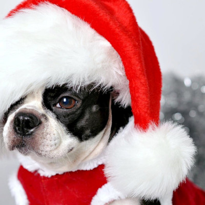 Tallenge Christmas Collection - Dog With Christmas Cap - Framed Photo Print For Gifting And Home And Office Décor On Photographic Paper(12 inch X 12 inch, Framed)
Tallenge Christmas Collection - Dog With Christmas Cap - Framed Photo Print For Gifting And Home And Office Décor On Photographic Paper(12 inch X 12 inch, Framed)