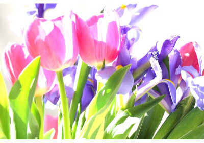 Tallenge - Tulips in the Sun - A3 Size Premium Quality Rolled Poster Paper Print(16.5 inch X 11.7 inch, Rolled)
Tallenge - Tulips in the Sun - A3 Size Premium Quality Rolled Poster Paper Print(16.5 inch X 11.7 inch, Rolled)