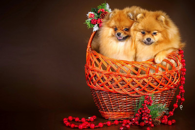 Oshi - Two Cute Puppies In A Bucket Paper Print(12 inch X 18 inch, Streched)