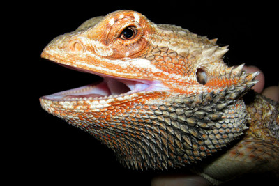 Bearded Dragon Paper Print(12 inch X 18 inch)