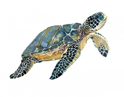 Art For Kids - Swimming Sea Turtle - Medium Size Rolled Digital Art Print On Photographic Paper(24 inch X 18 inch, Rolled)
Art For Kids - Swimming Sea Turtle - Medium Size Rolled Digital Art Print On Photographic Paper(24 inch X 18 inch, Rolled)
