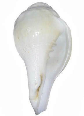 Divine Temples Vamavarti (10.5 cms) Blowing Shankh(White, Yellow)