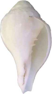 Divine Temples Vamavarti (15 cms) Blowing Shankh(White)
