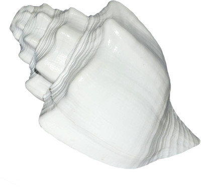 Spiritual Max Vishnu Vahan Garuda Shankh Sea Shell / Dattatreya (Bajanewala Puja Shankh) 20 Cms. Big Blowing Shankh(White)
Spiritual Max Vishnu Vahan Garuda Shankh Sea Shell / Dattatreya (Bajanewala Puja Shankh) 20 Cms. Big Blowing Shankh(White)