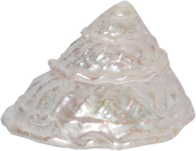 Real Seed Premium First Quality Laxmi Pooja Moti Shankh Sacred Shankh(White, Multicolor)
Real Seed Premium First Quality Laxmi Pooja Moti Shankh Sacred Shankh(White, Multicolor)