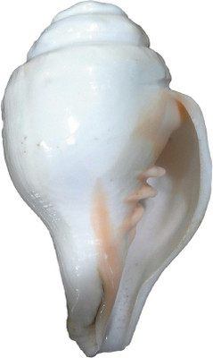Divine Temples Heavy loud Blowing Shankh(White)