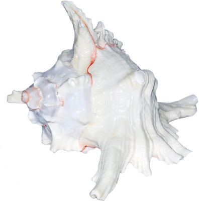 Real Seed Natural Vishnu Vahan Garuda / Elephnat Murex (Chicoreus Ramosus) Conch Sea Shell Sacred Shankh(White)
Real Seed Natural Vishnu Vahan Garuda / Elephnat Murex (Chicoreus Ramosus) Conch Sea Shell Sacred Shankh(White)