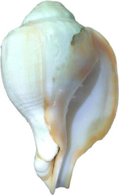 Divine Temples Big Natural Vamavarti 15.5 cms) Blowing Shankh(White)
Divine Temples Big Natural Vamavarti 15.5 cms) Blowing Shankh(White)