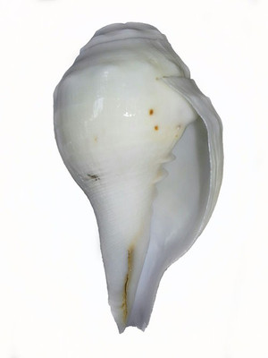 Divine Temples Vamavarti (9.5 cms) Blowing Shankh(White, Yellow)