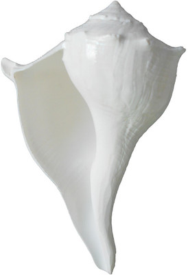 Divine Temples Dakshinavarti (13 cms) Length Sacred Shankh(White)