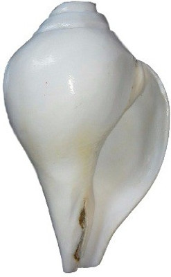 Divine Temples Vamavarti Blowing Shankh(White)