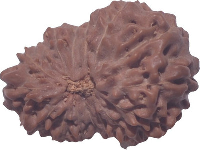 Navkaar Creation 16 Mukhi Rudraksha Java Natural Sixteen Face Indonesian Bead 19.5mm Lab Certified Wooden Yantra
Navkaar Creation 16 Mukhi Rudraksha Java Natural Sixteen Face Indonesian Bead 19.5mm Lab Certified Wooden Yantra