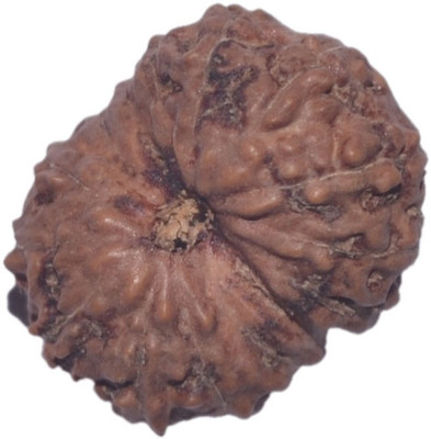 Navkaar Creation 15 Mukhi Rudraksha Java 16.12mm Wooden Yantra