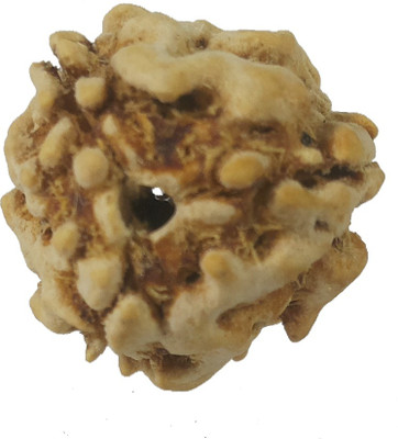 CHAKRADHARI 100% Original Teen 3 Mukhi Nepal Rudraksha with Lab Test Certificate Sinks in Water Mantra Siddha Wooden Yantra
CHAKRADHARI 100% Original Teen 3 Mukhi Nepal Rudraksha with Lab Test Certificate Sinks in Water Mantra Siddha Wooden Yantra
