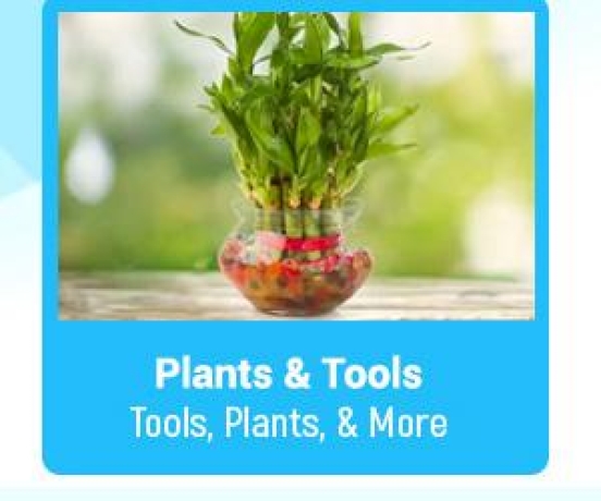 Plants & Tools