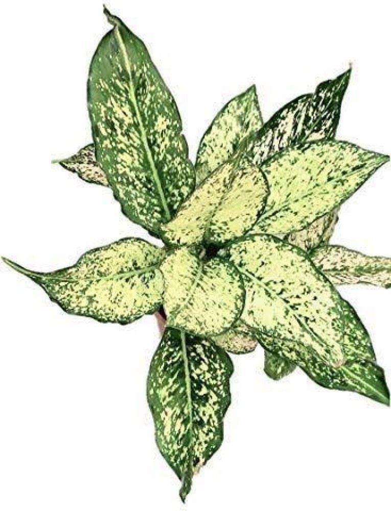 Indian Flora Aglaonema Plant