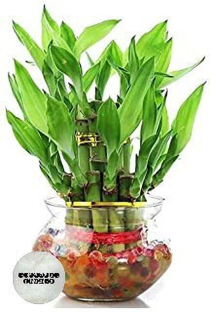 Greenest Thumbs Two Layer Bamboo Plant