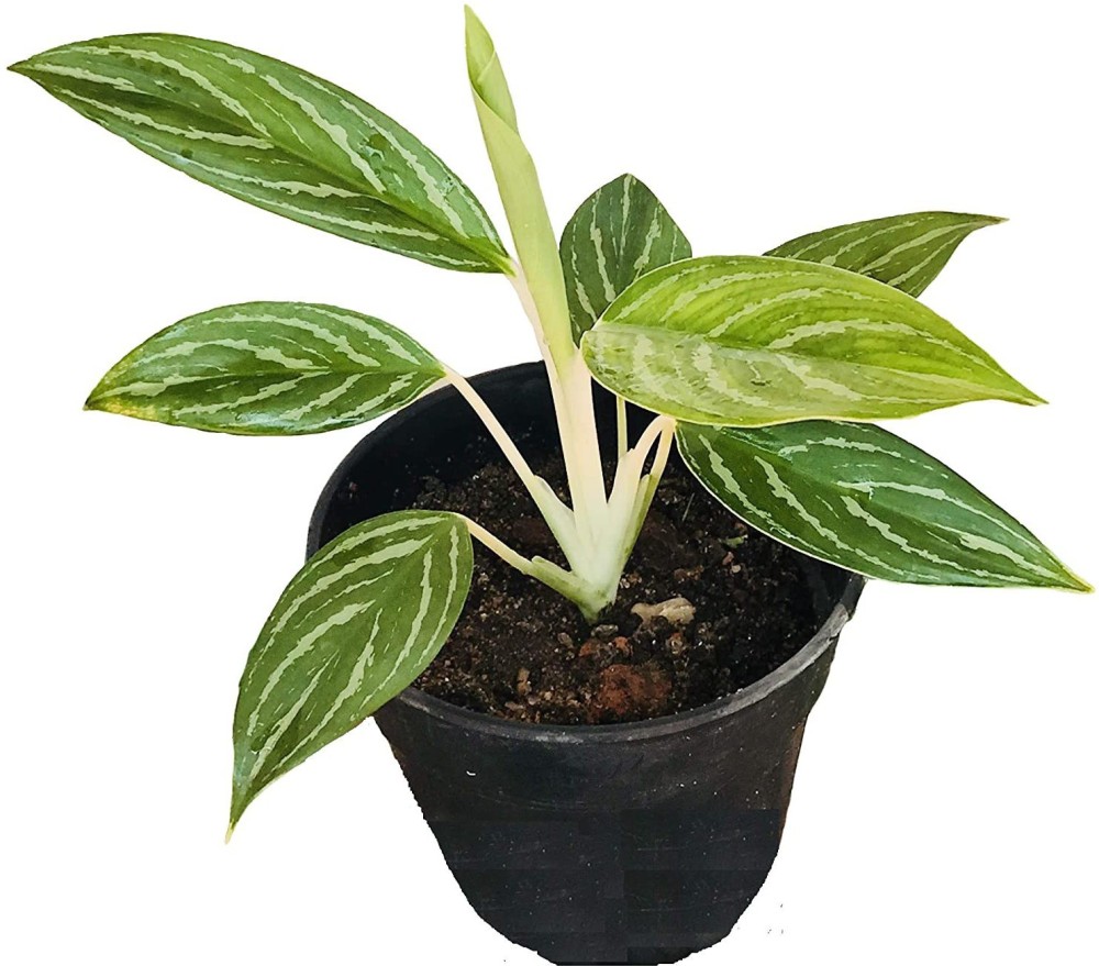 Indian Flora Aglaonema Plant
