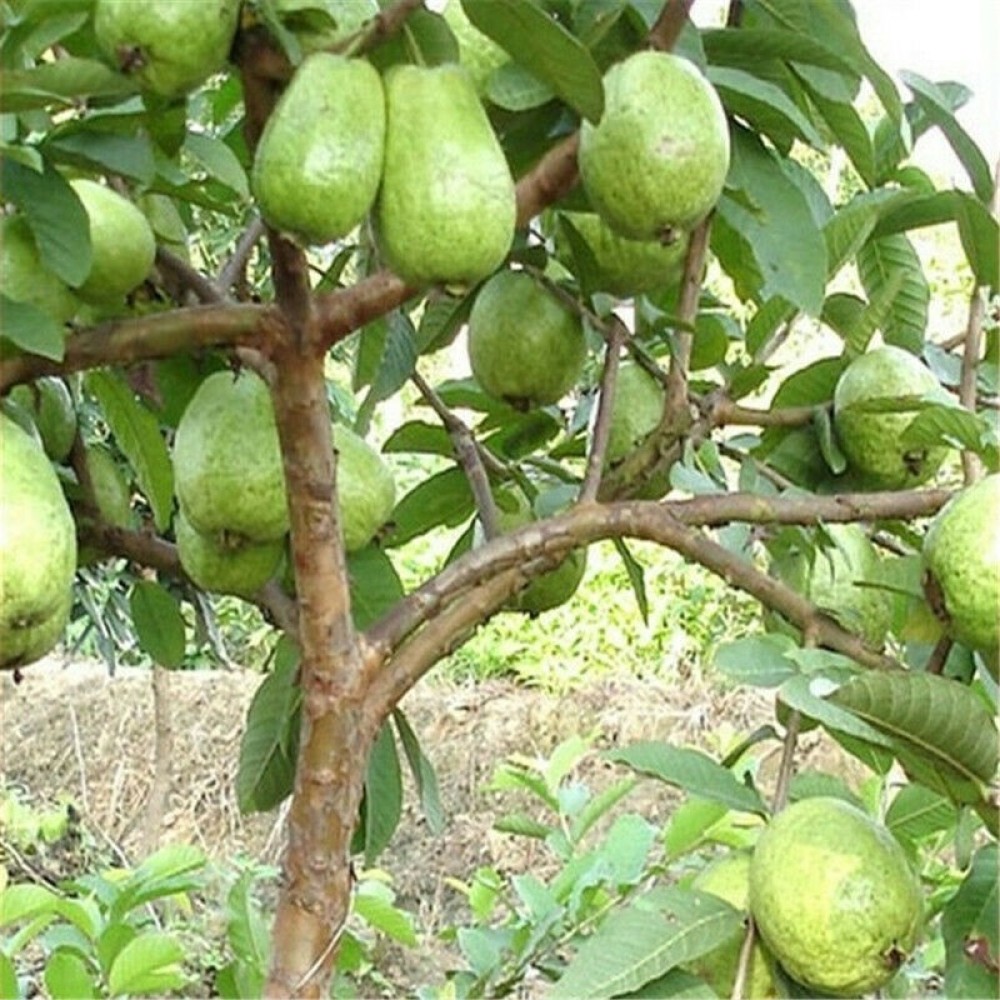 GOROOT Guava, Amrood, Amrud, Psidium, Guajava Seed