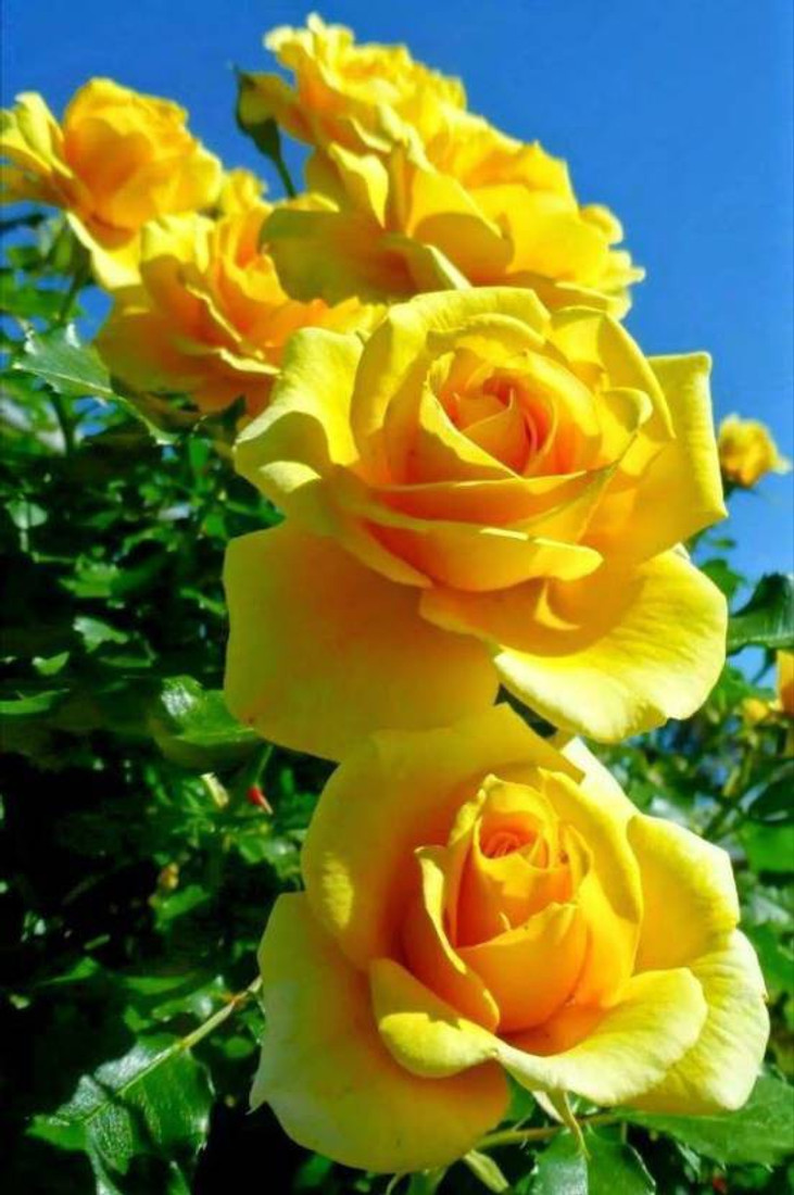 Priyathams Beautiful Imported Yellow Rose Plant Seed Price In India Buy Priyathams Beautiful Imported Yellow Rose Plant Seed Online At Flipkart Com