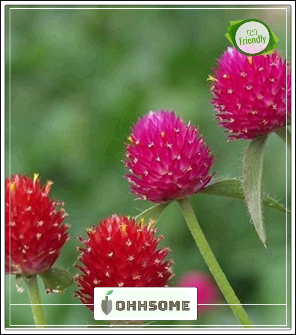 Ohhsome Vadamalli Gomphrena Flower Seeds For Home Decor Garden Plant Seeds Seed Price In India Buy Ohhsome Vadamalli Gomphrena Flower Seeds For Home Decor Garden Plant Seeds Seed Online At Flipkart Com