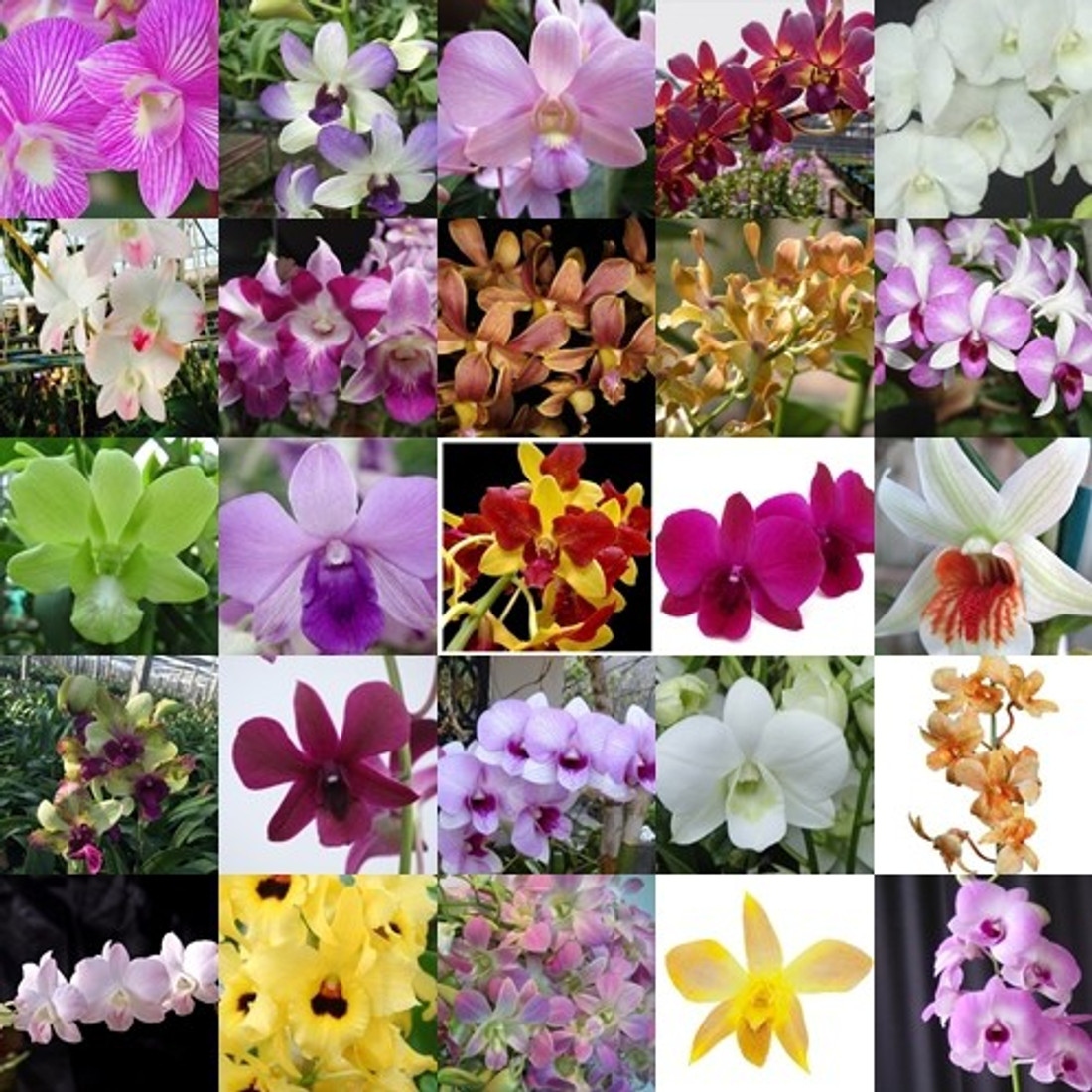 Bbblooms Orchid Combo Pack Pack Of 25 Dendrobium Seedling 25 Different Variety And 25 Orchid Pots With Special Orchid Fertilizer And Orchid Culture Sheet Seed Price In India Buy